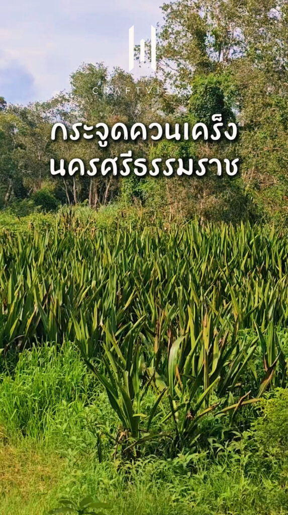 กระจูดควนเคร็ง นครศรีธรรมราช